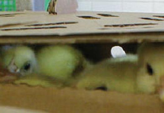 Chickens in a shipping crate