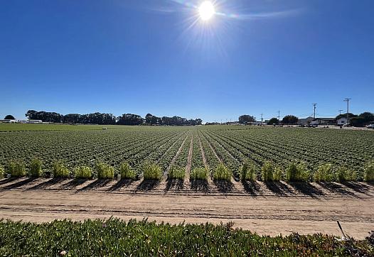 The Nipomo Mesa is home to many agricultural fields, like this one, that employee outdoor workers.