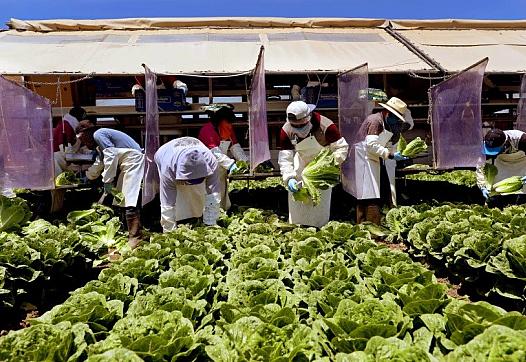 Farmworkers, separated by vinyl curtains to stop the spread of COVID-19, harvest romaine hearts in May 2020, in Chualar, Calif.