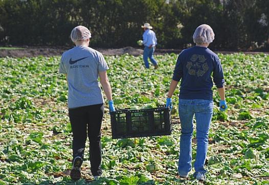 Santa Cruz farmers keep food banks afloat with tons of fresh produce