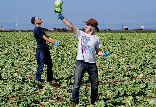 Gleaning the fields: Volunteers gather fresh food for the poor