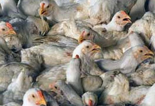 Hens in a Delaware chicken house