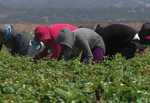 Inmigrantes recogen cosecha de fresas en el campo. Foto: Cristina Londoño/ Noticias Telemundo