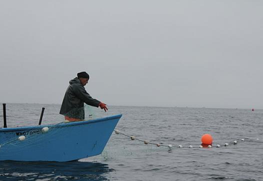 A fisherman tends his net.