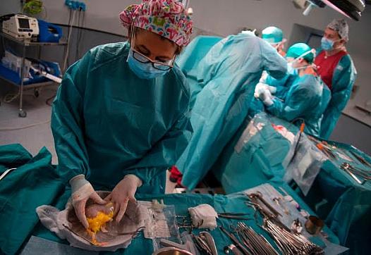 A kidney is prepared for a transplant recipient.