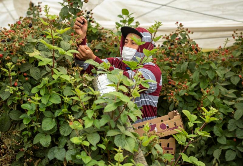 A farmworker wearing a face mask picks raspberries in Watsonville, Calif. David Rodriguez/The Salinas Californian & Catchlight