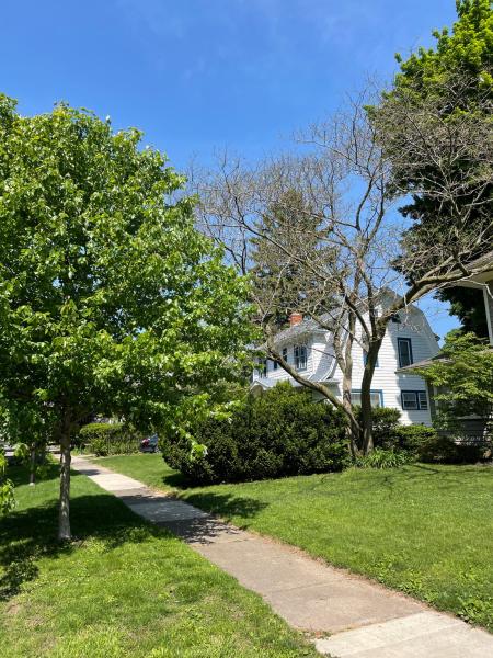 Tree Stories: Roslyn Street. "It’s particularly impressive when it’s blooming in the summertime," KP said. JUSTIN MURPHY