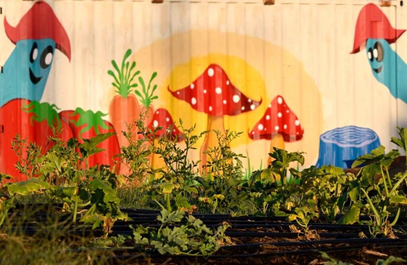 Vegetables grow in the late afternoon sun at the Lopez Urban Farm in Pomona on Wednesday, Aug. 17, 2022. (Photo by Will Lester, Inland Valley Daily Bulletin/SCNG)