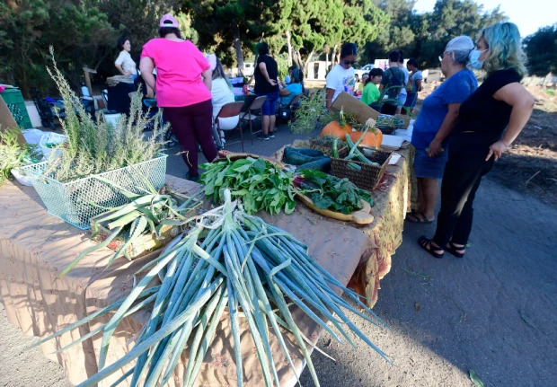Customers browse through some of the vegetables and herbs grown at the the Lopez Urban Farm during the of launch of the daily farmers market, Bodega Comunitaria, in Pomona on Wednesday, Aug. 17, 2022. (Photo by Will Lester, Inland Valley Daily Bulletin/SCNG)