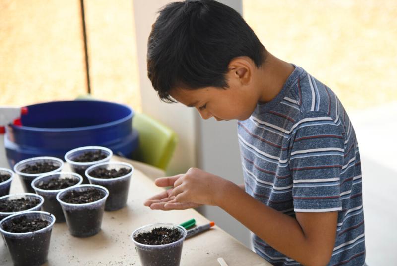 Alex Cena, 8, of Riverside, plants carrot seeds in a small cup to take home during a community health fair at Arlanza Elementary in Riverside, Ca., July 30, 2022. (Contributing Photographer/John Valenzuela)