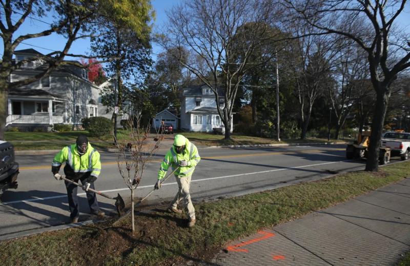 City of Rochester Department of Environmental Services, Parks Operations & Forestry crew Stefan Gassaway, left, and Darien Cotten plant a tree along the 400 block of Blossom Road. SHAWN DOWD, DEMOCRAT AND CHRONICLE