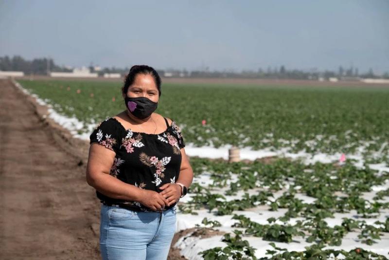 Eulalia Natividad Mendoza, 44, who contracted COVID-19 and now works to educate Indigenous farmworkers about the virus, stands in an Oxnard strawberry field in September. (Manuel Ortiz Escamez / Ethnic Media Services)