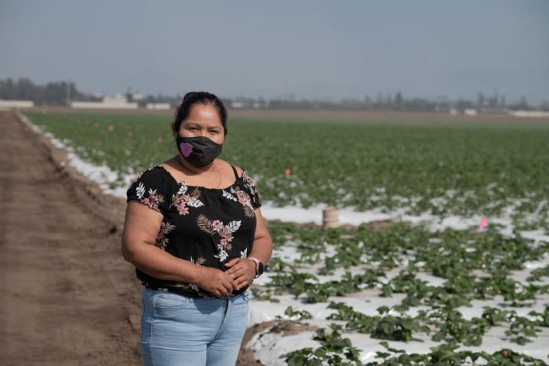 Eulalia Natividad Mendoza en un campo de fresas en Oxnard, California, el pasado mes de septiembre.Manuel Ortiz Escamez / Ethnic Media Services