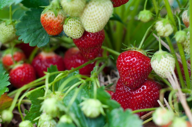 strawberries, farmworkers, occupational health, pesticides, methyl iodide, Alma Martinez, reporting on health
